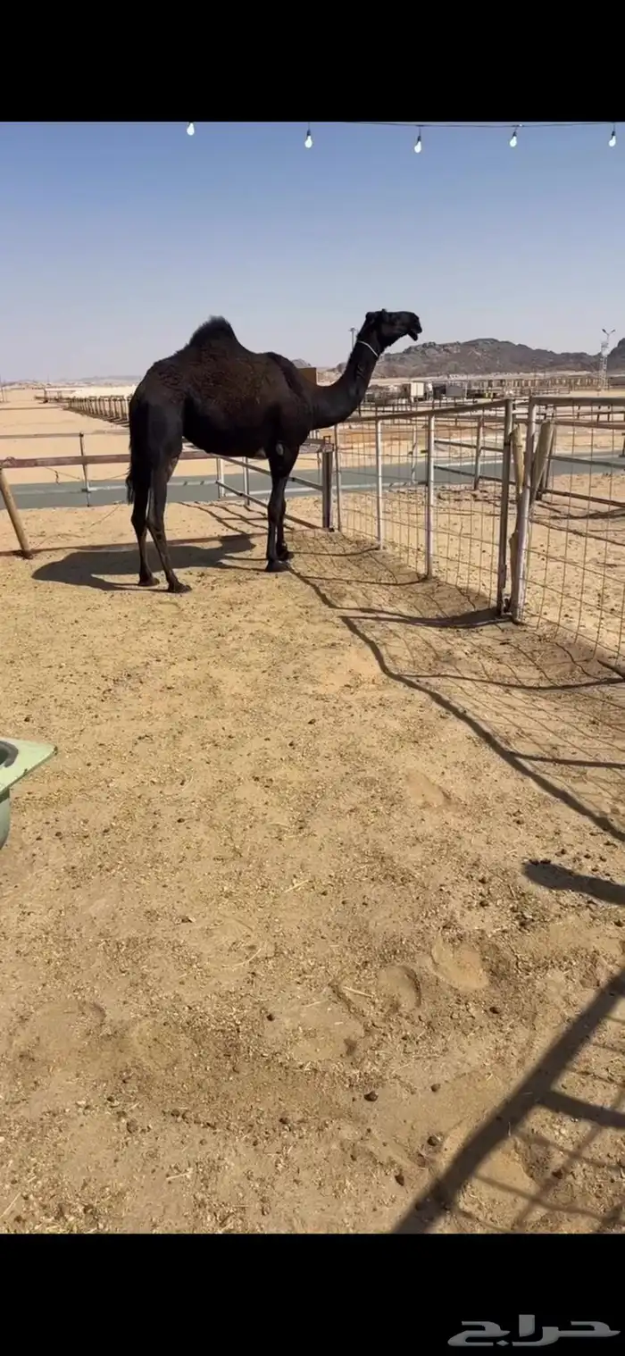 بكره مجهم كفو 0