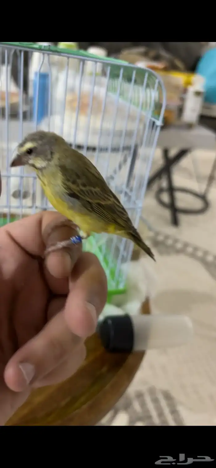 ياسمين اليف 1