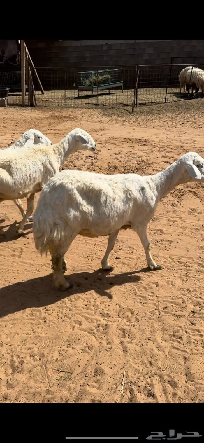 للبيع شياه حريه 2