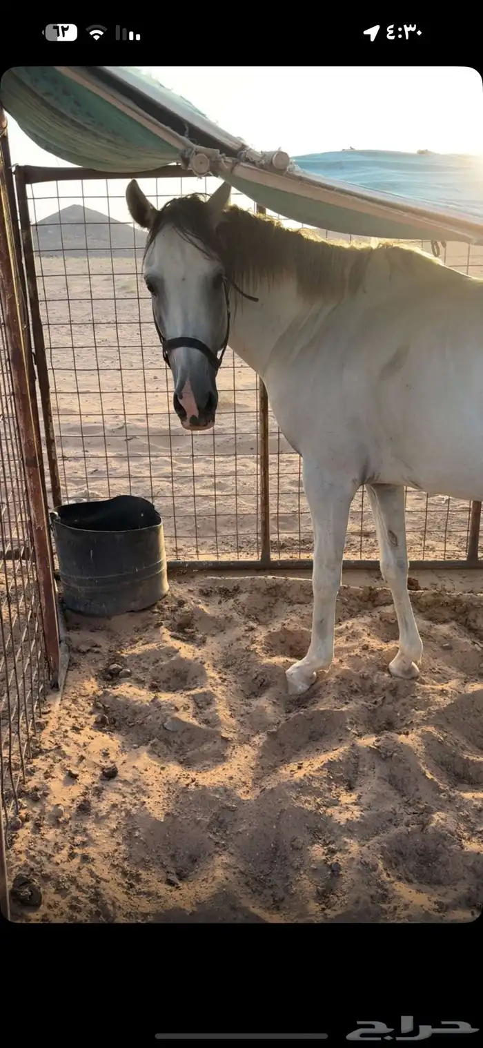 حصان جزيري ورق بطللل 2