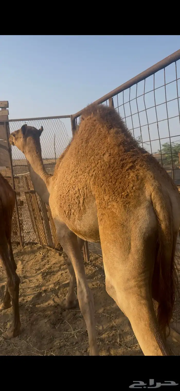 قعود لباني للبيع 0