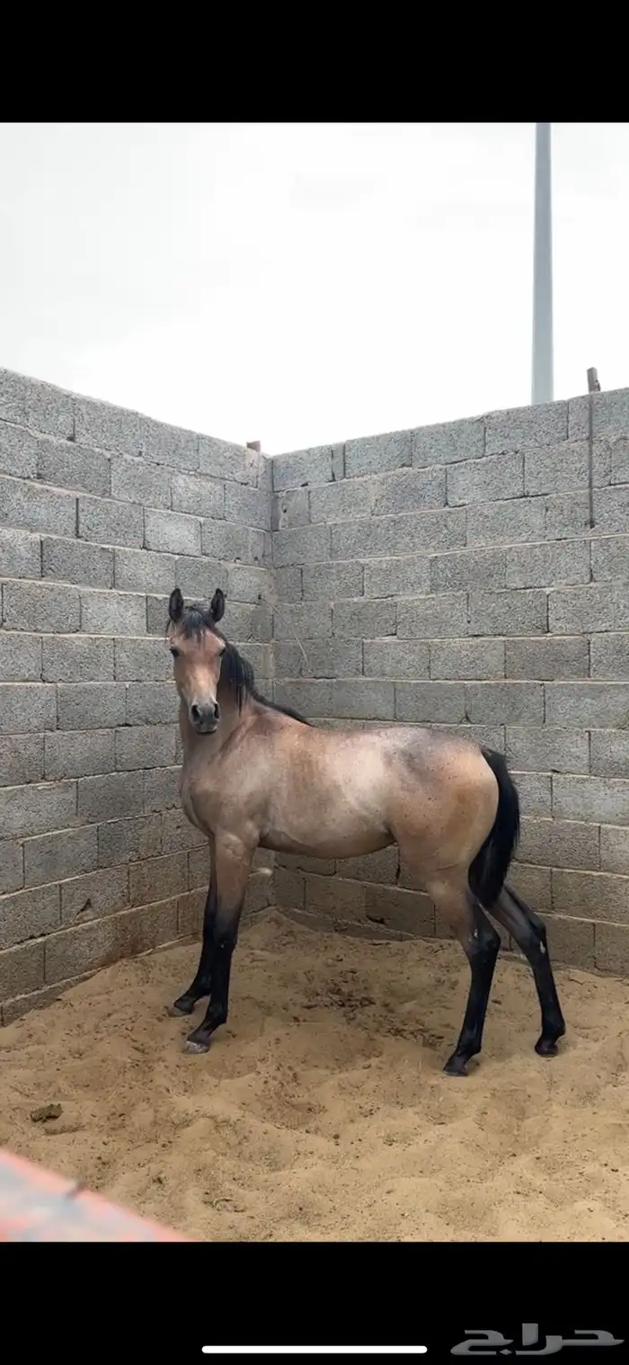 مهره شعبيه فاخره 5