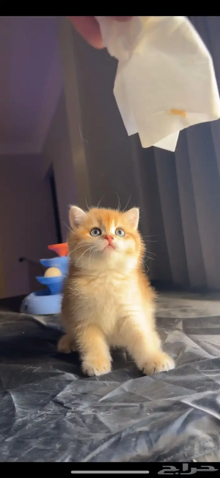 سكوتش تريبل فولد مستوى بطل 4