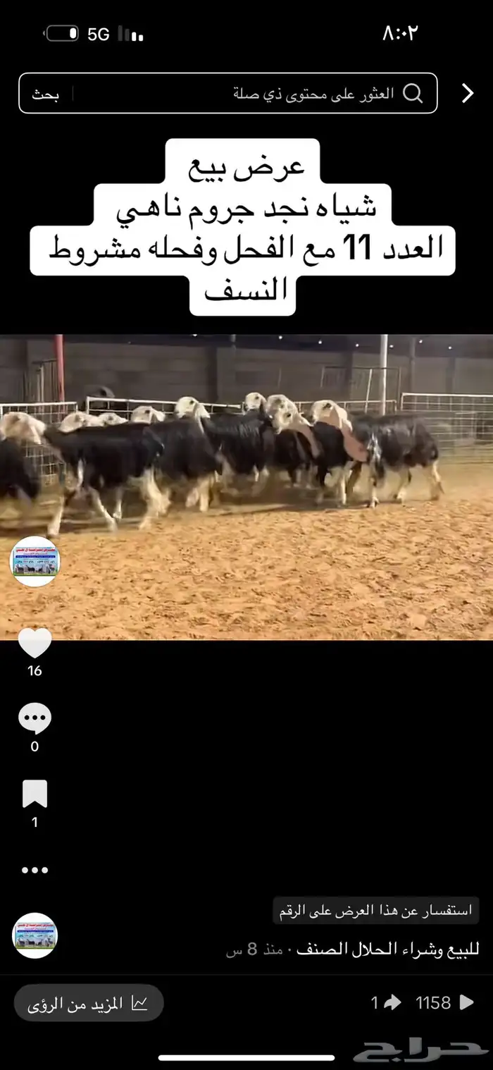 عرض نجد اسدس 1