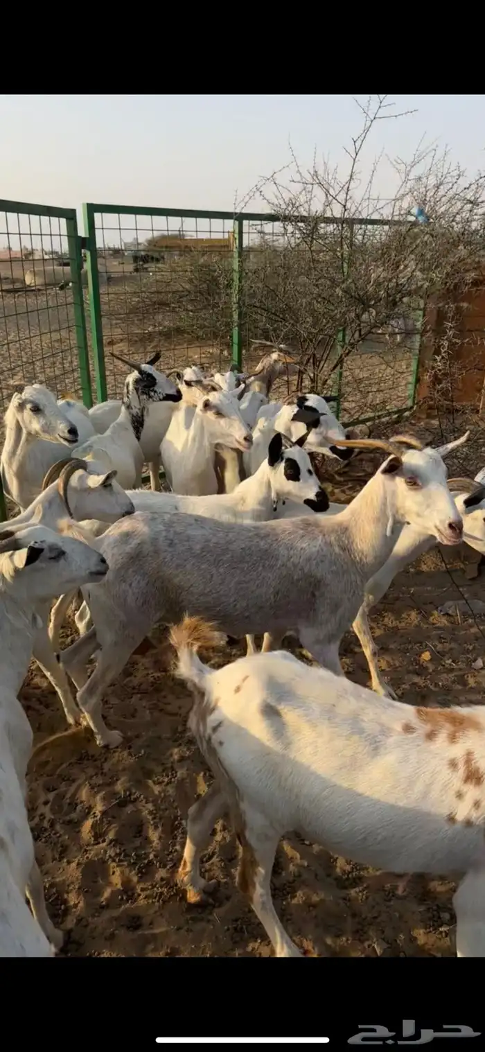 معزا بيشيات طيبة 2