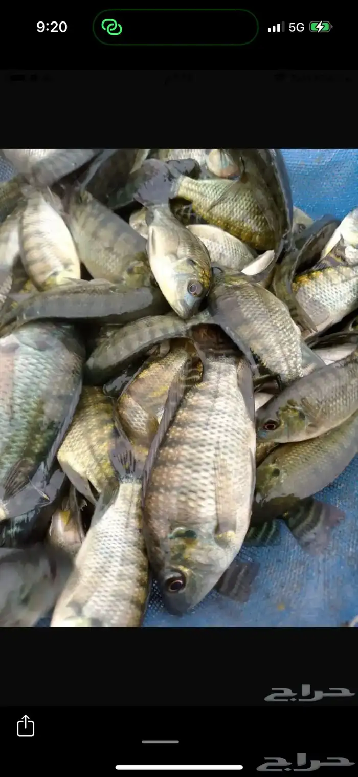 سمك بلطي و كارب وزريعة احجام من 400 جرام وطالع جودة ممتازة 4