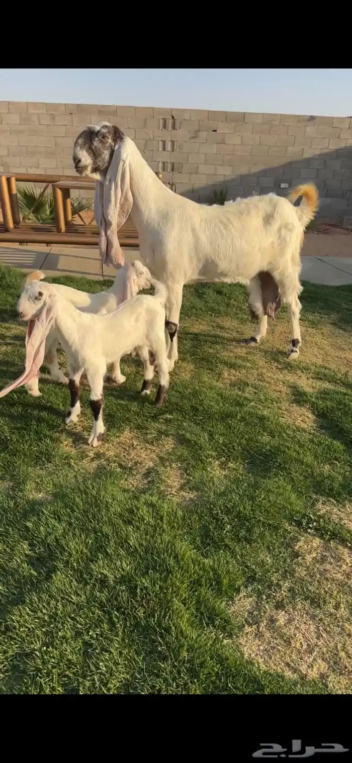 هولنديه فاخر متوم خصم الخصم تممم البيع 0