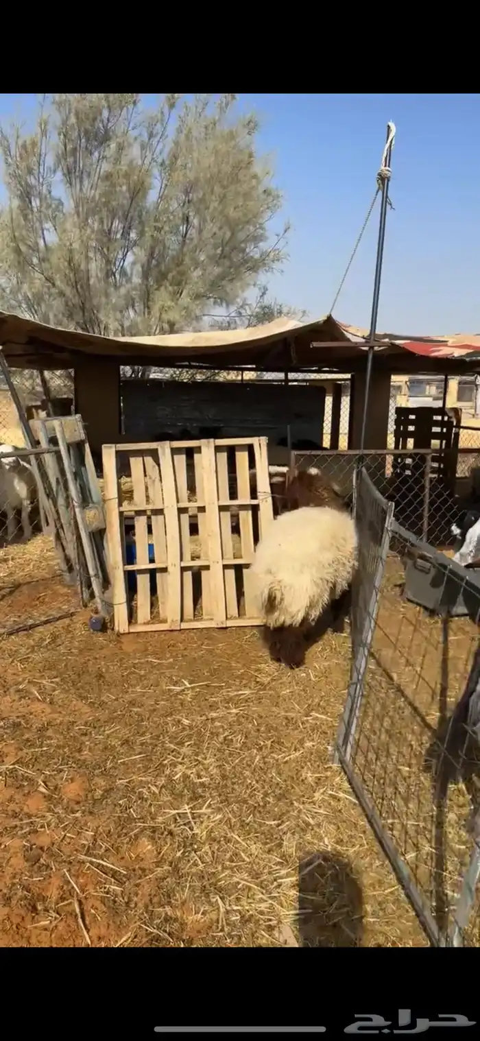 رخل نعيميه 1