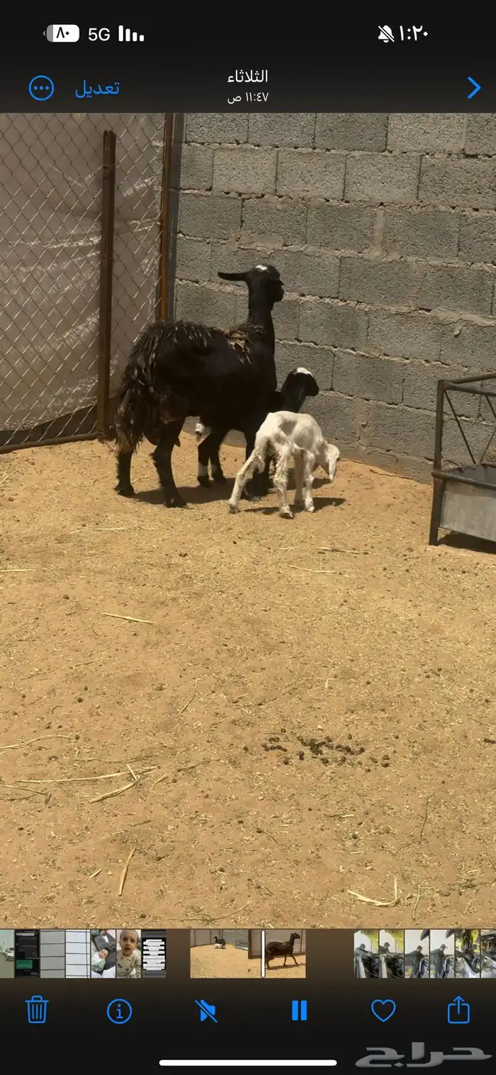 نعجه 1