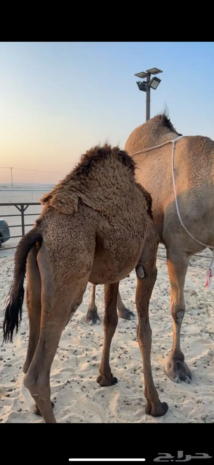 عشرا صفرا حدرها قعود سمين 7