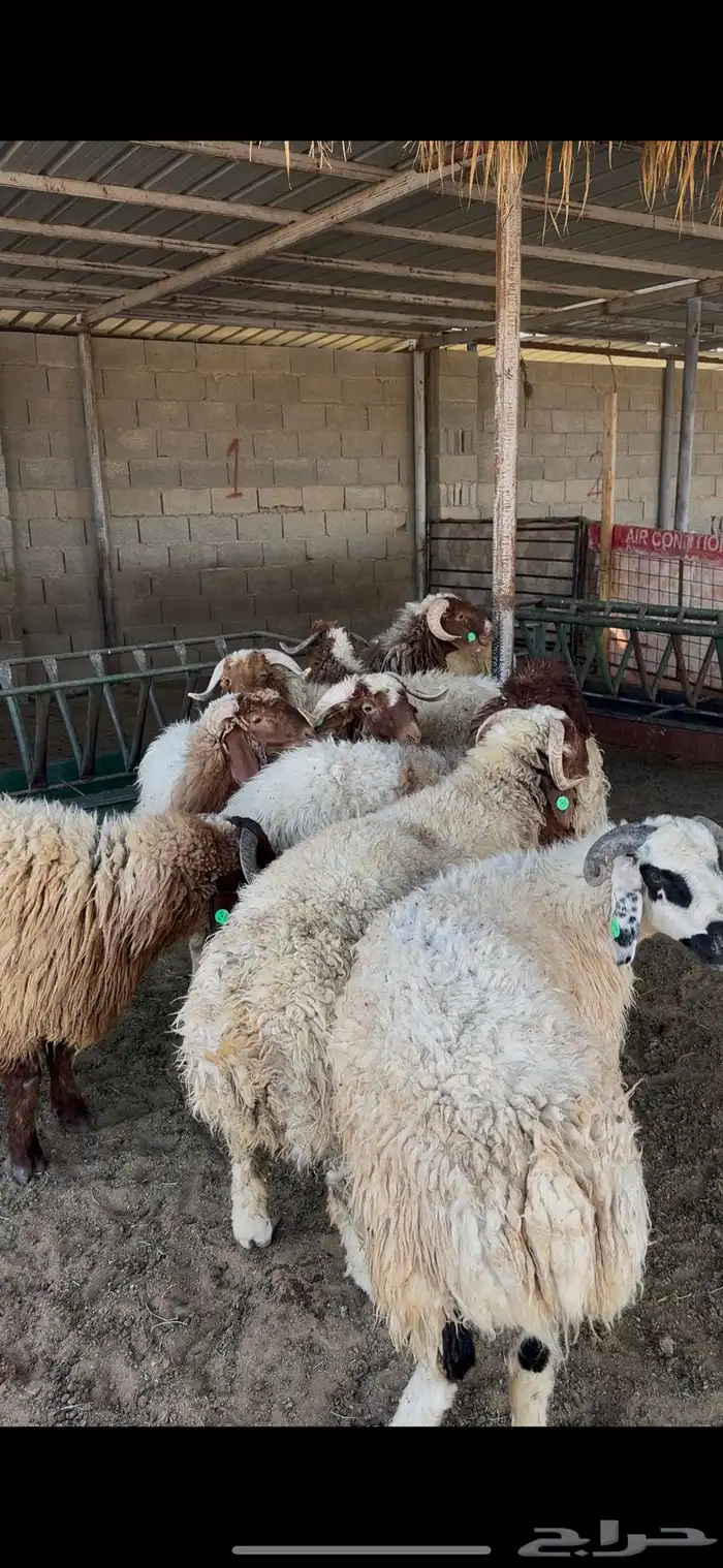 ذبايح نعيم جبر الخرج 1