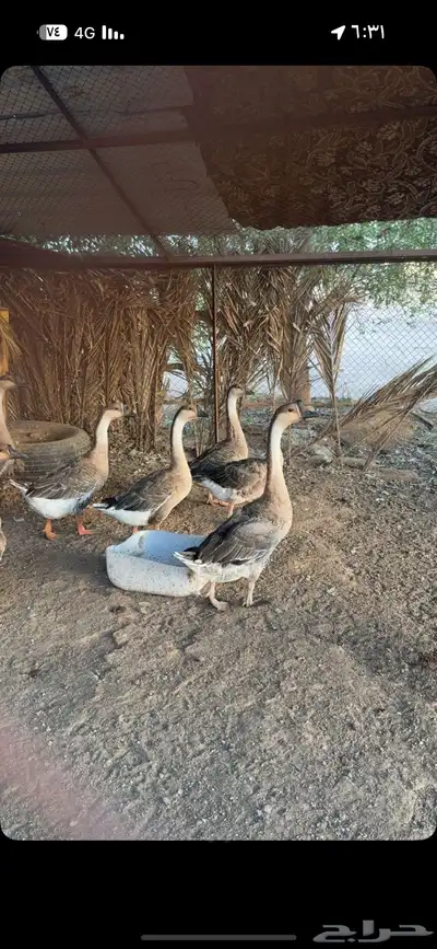 وز عراقي اصل 0