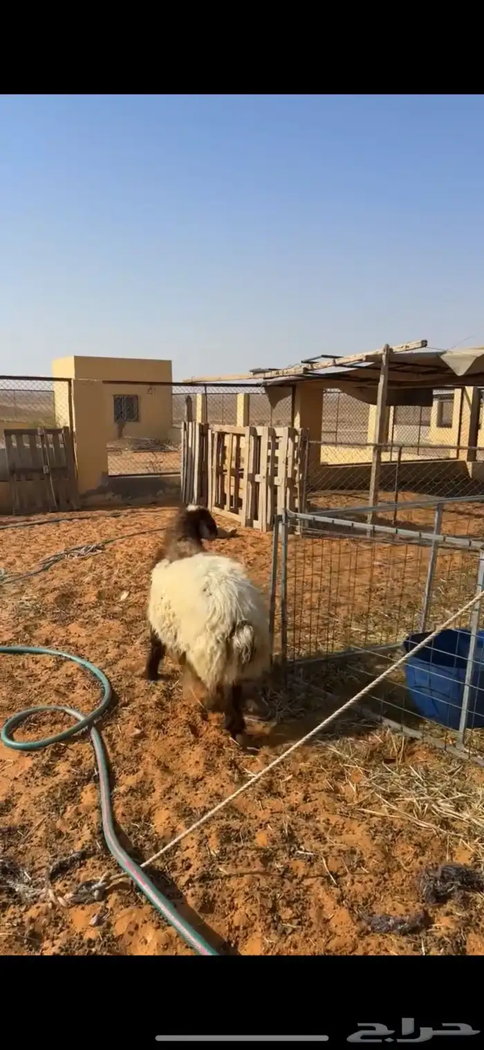 رخل نعيميه 3