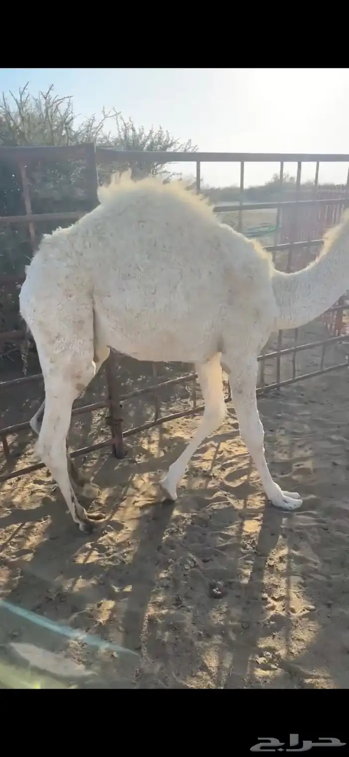 حاشي للبيع 0