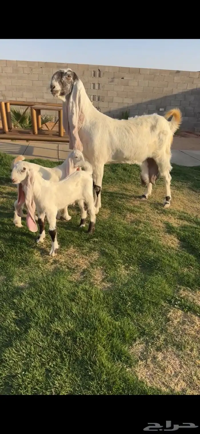 هولنديه فاخر متوم خصم الخصم تممم البيع 1