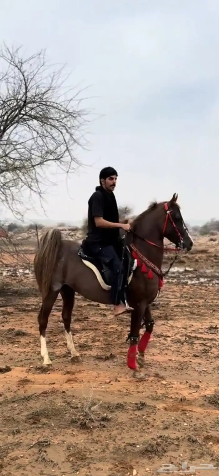 حصان كفو 0