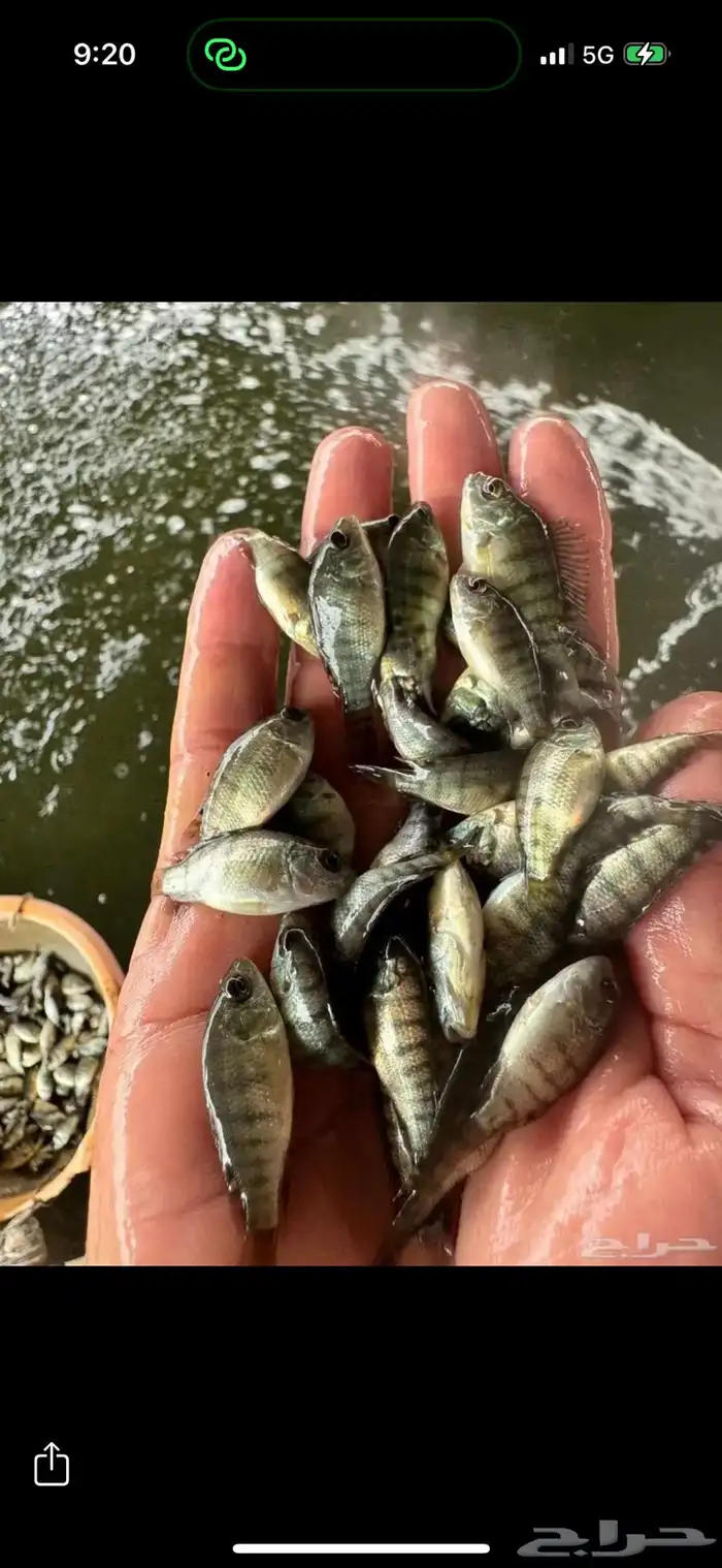سمك بلطي و كارب وزريعة احجام من 400 جرام وطالع جودة ممتازة 3