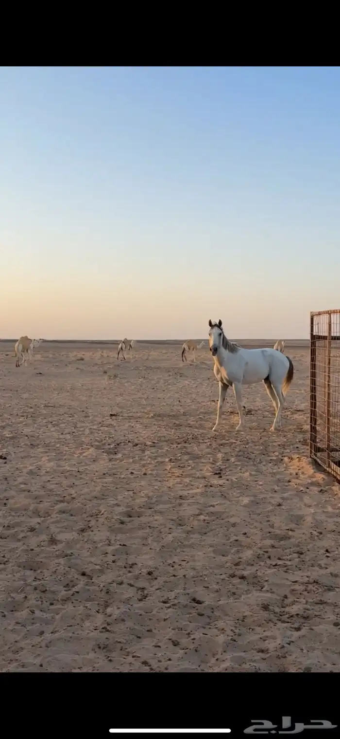 حصان جزيري ورق بطللل 0