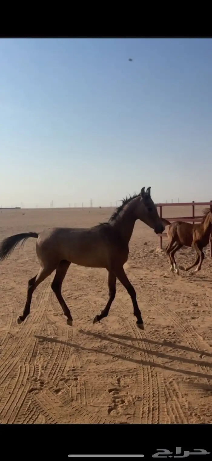 فرس شعبيه مع مهرتها 2