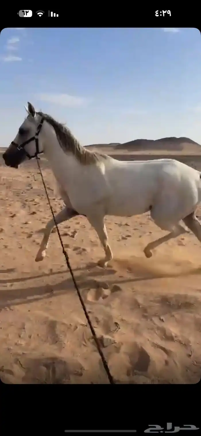 حصان جزيري ورق بطللل 3