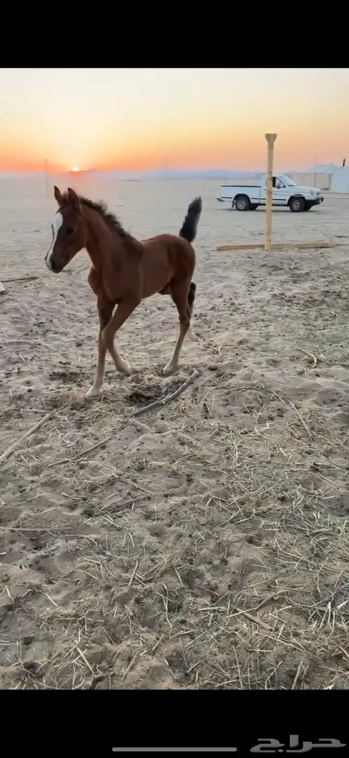 خيل 3