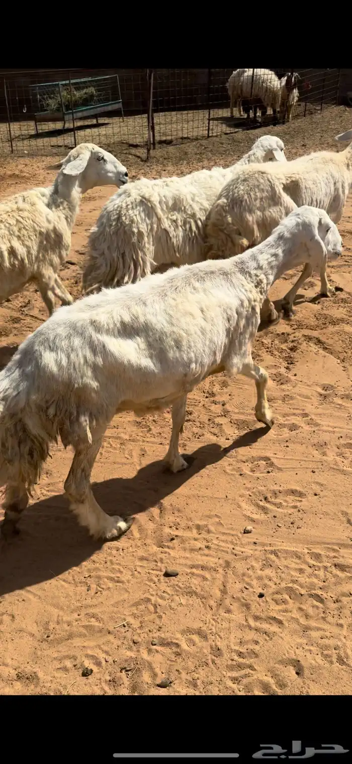 للبيع شياه حريه 5