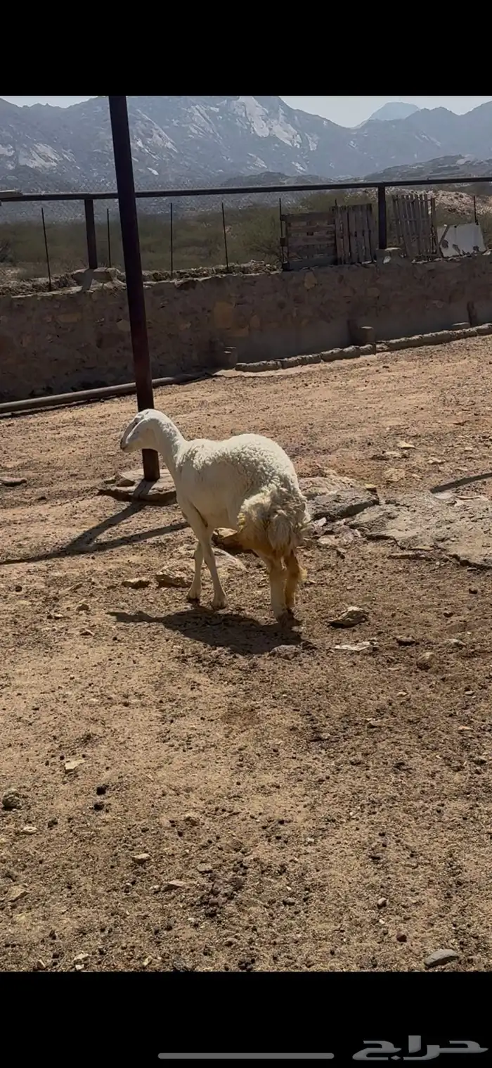 رخله جذعه صنف   تم البيع 2