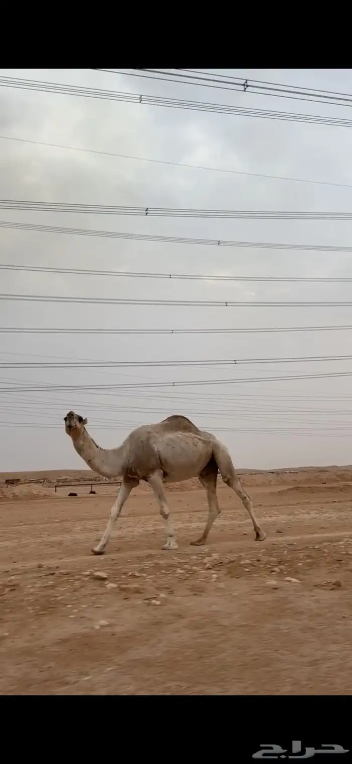 ابل مراح واحد 7