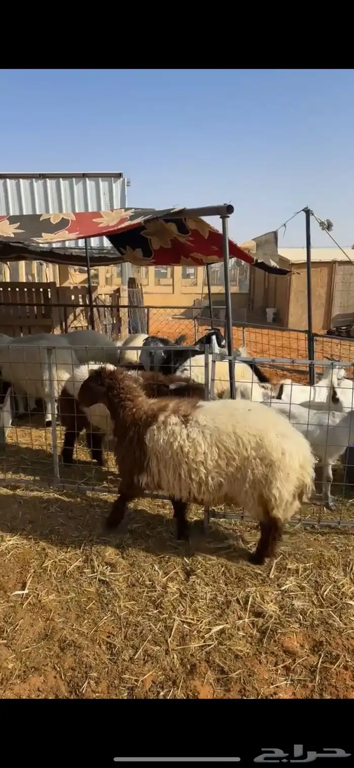 رخل نعيميه 2