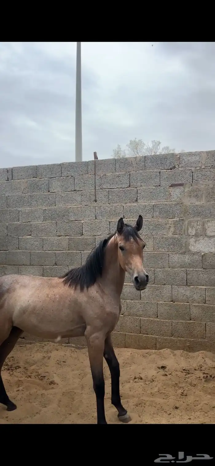 مهره شعبيه فاخره 4