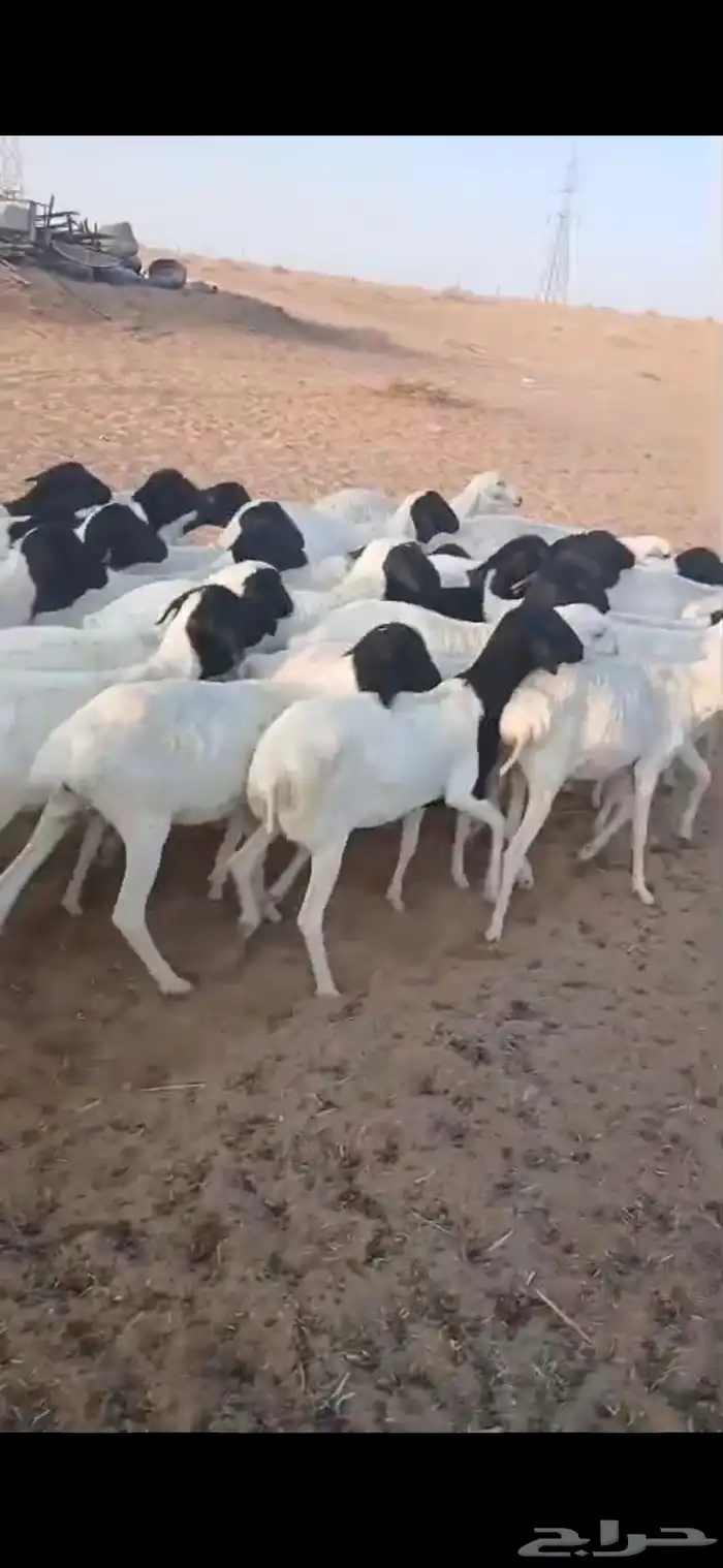 برابر جذعان رخال رفيد رخال مراح واحد 3