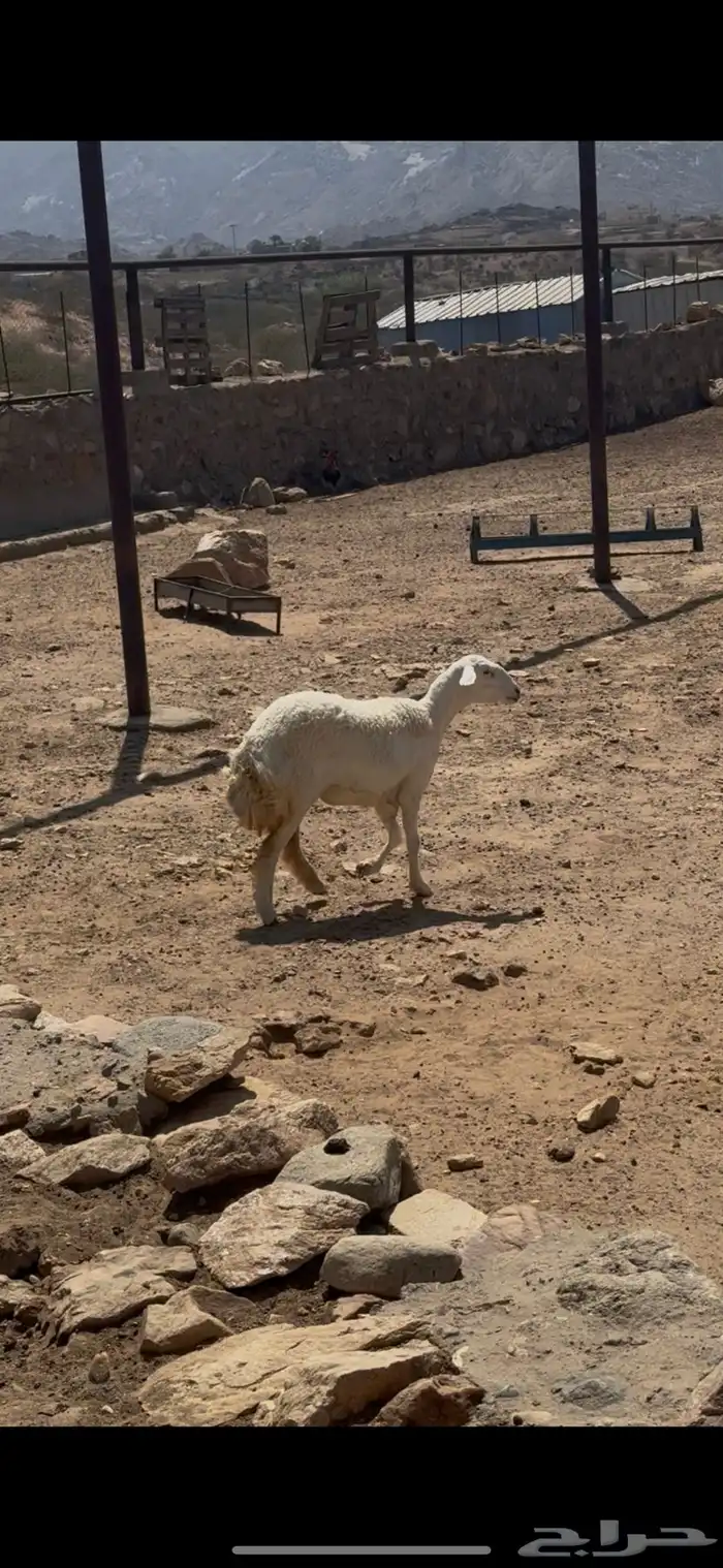 رخله جذعه صنف   تم البيع 3