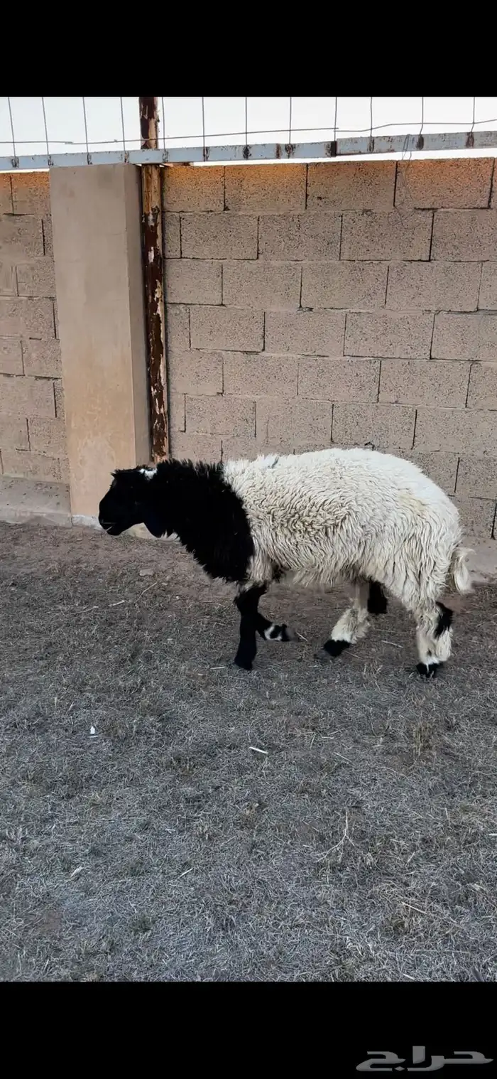 خروف نعيمي 0