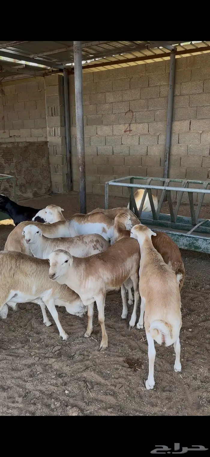 ذبايح رفيدي جذعان الخرج 6