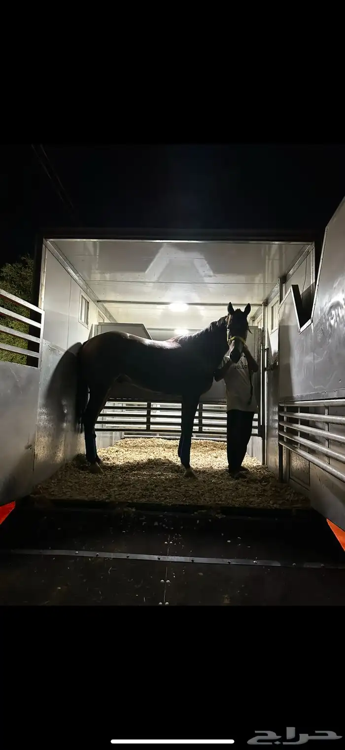 عربة خيل دينا نقل خيل عربه خيل 6 روس 0