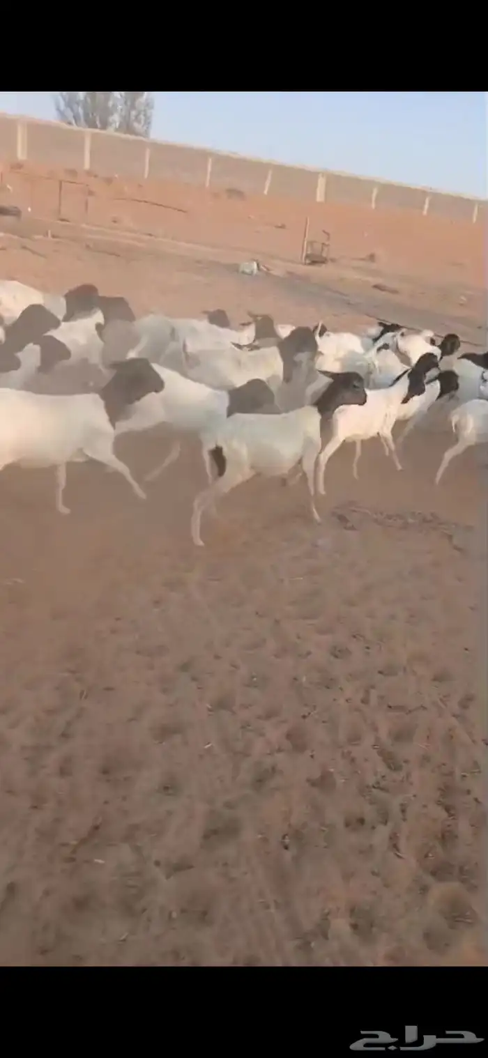 برابر جذعان رخال رفيد رخال مراح واحد 0