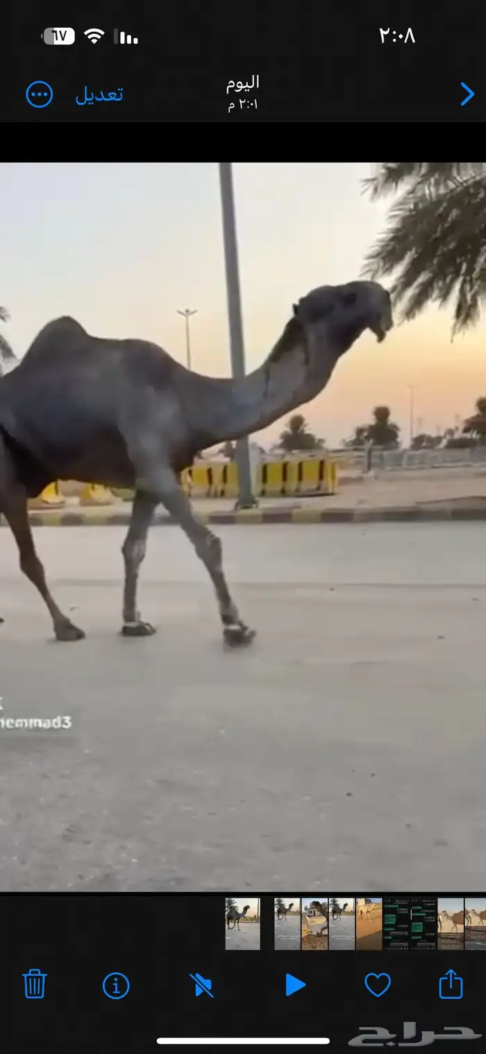 للبيع البعير البكستاني الكفوو 0