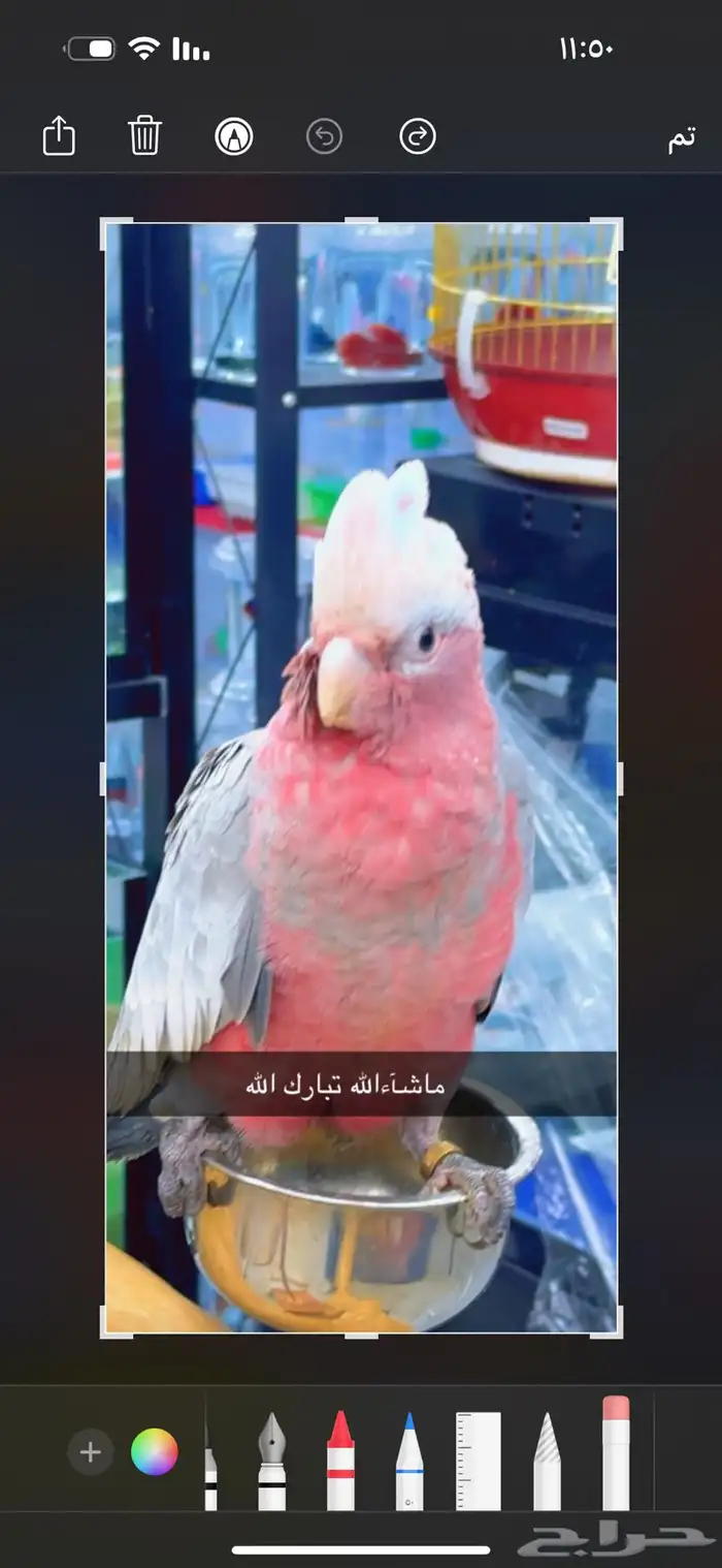 فروخ كوكاتو قالا أعمار 3شهور 4
