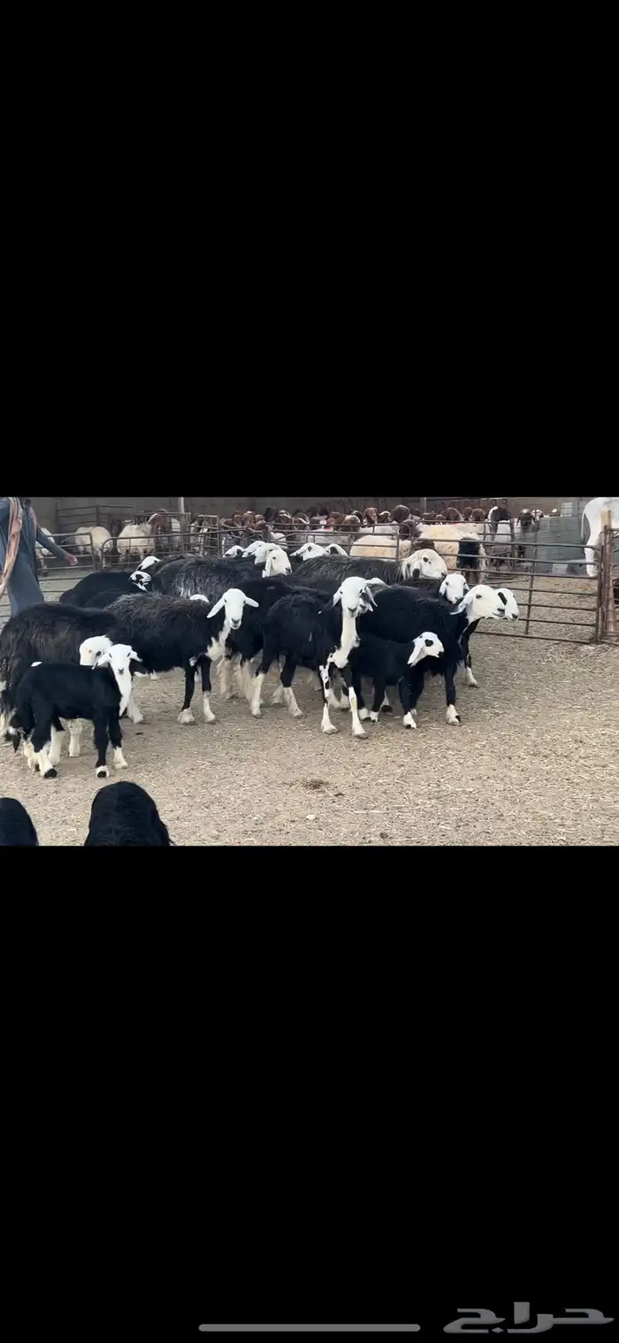غنم نجد متابيع . 4