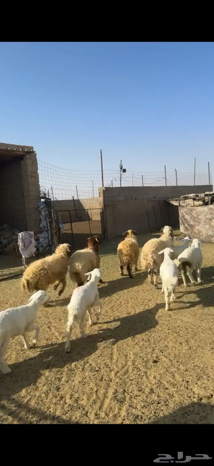 خرفان نعيم وحري 0