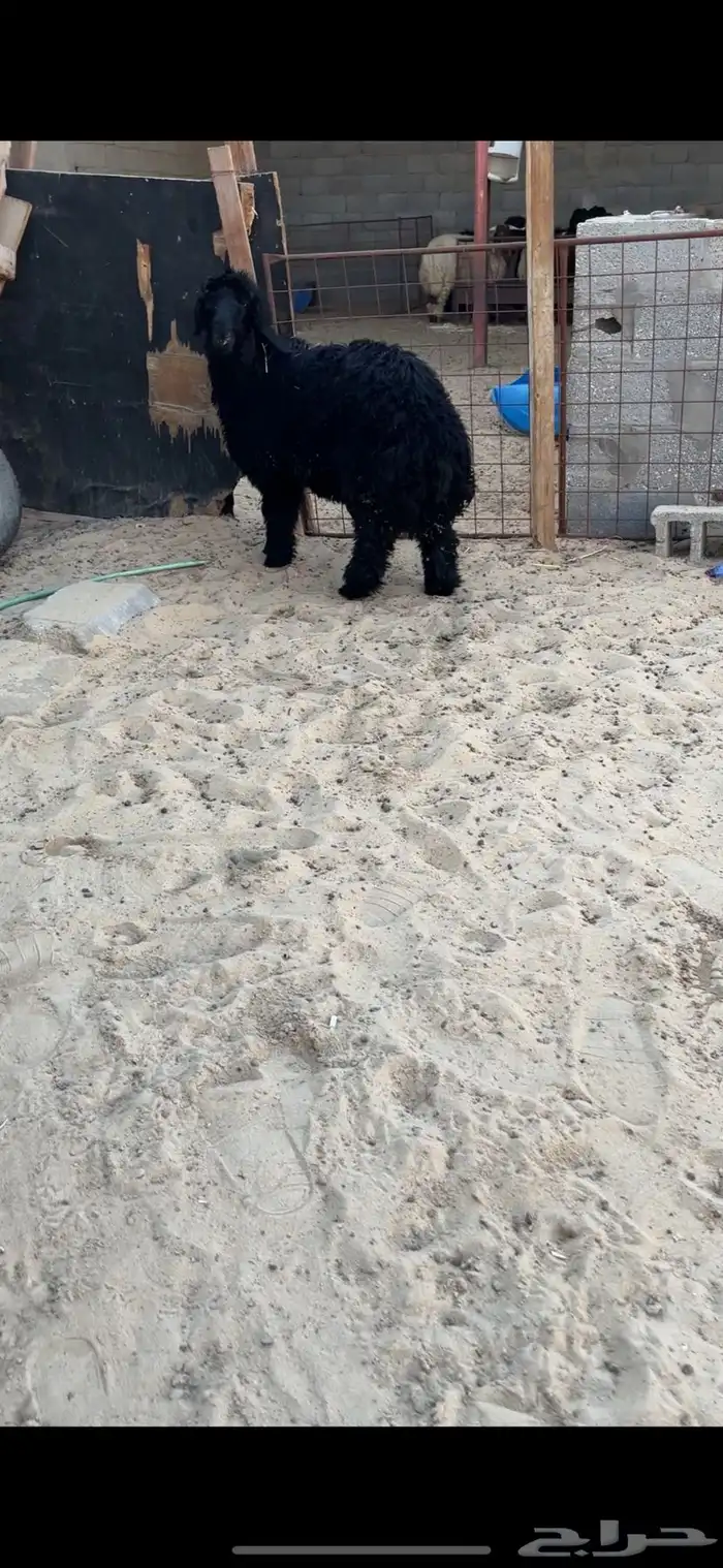 خروف عربي 0