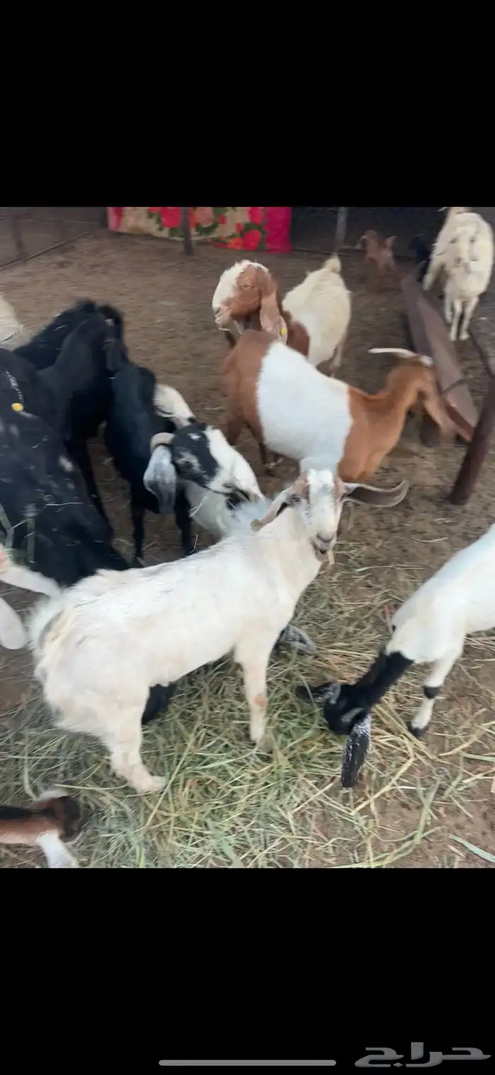 معزاء للبيع 0