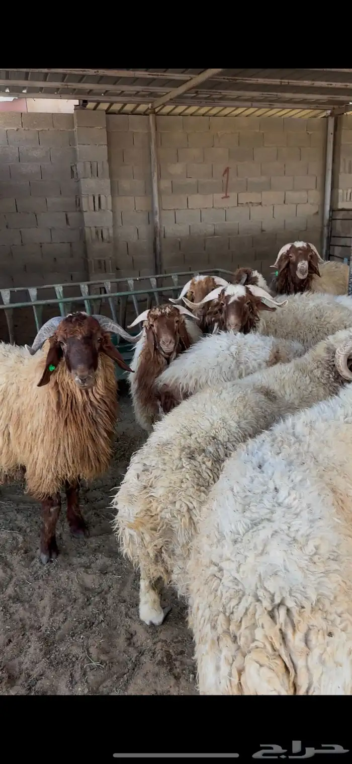 ذبايح نعيم جبر الخرج 2