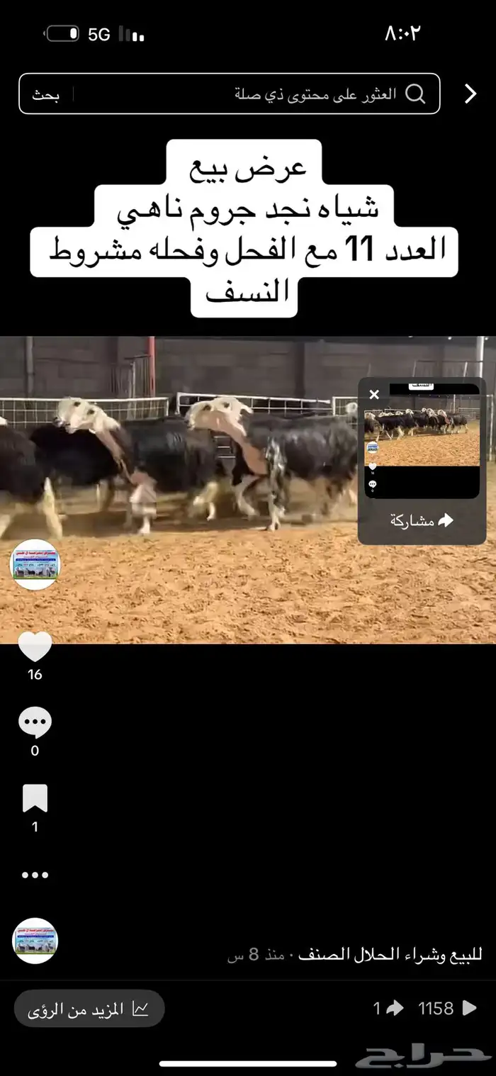 عرض نجد اسدس 0