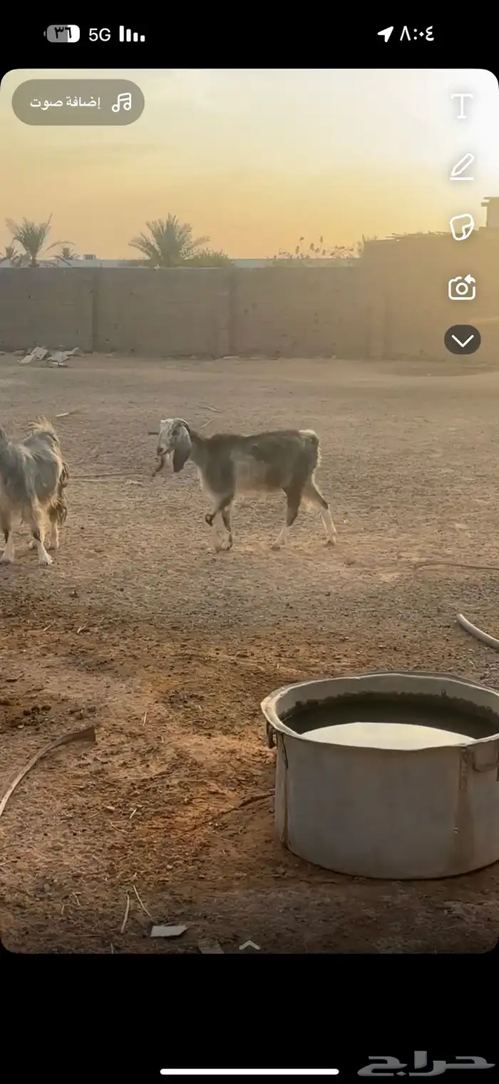 عنز البيع شرط 2