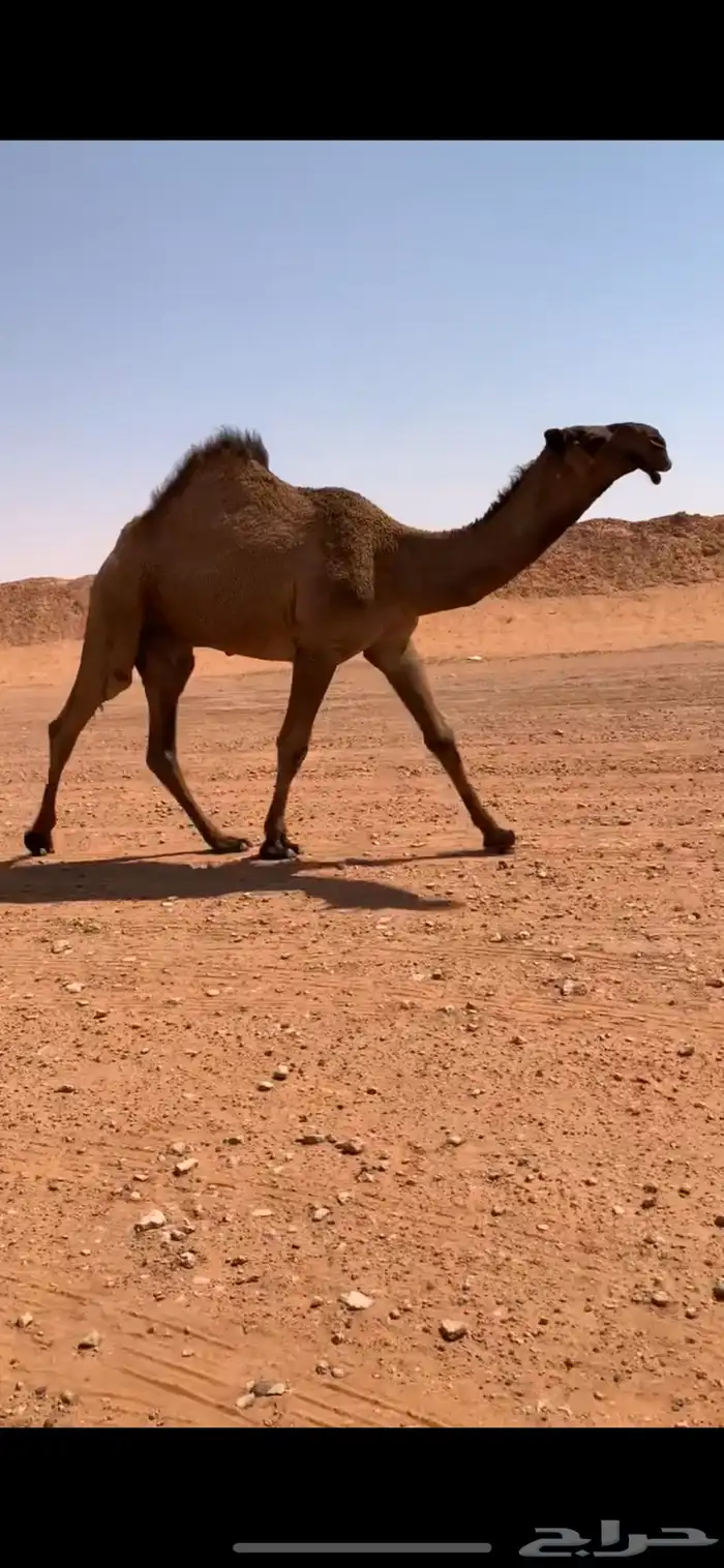 قعود دبياني أبوه عليان بعير ابن مانع الشكره 10
