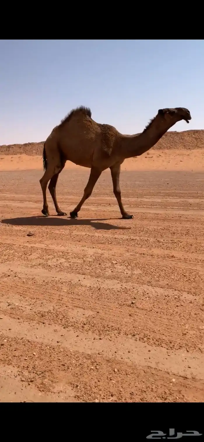 قعود دبياني أبوه عليان بعير ابن مانع الشكره 1