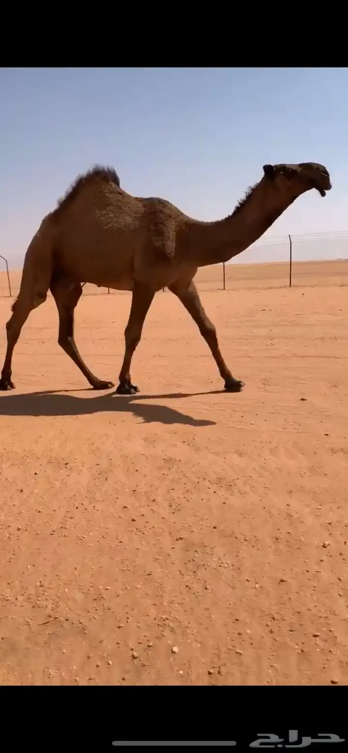 قعود دبياني أبوه عليان بعير ابن مانع الشكره 4