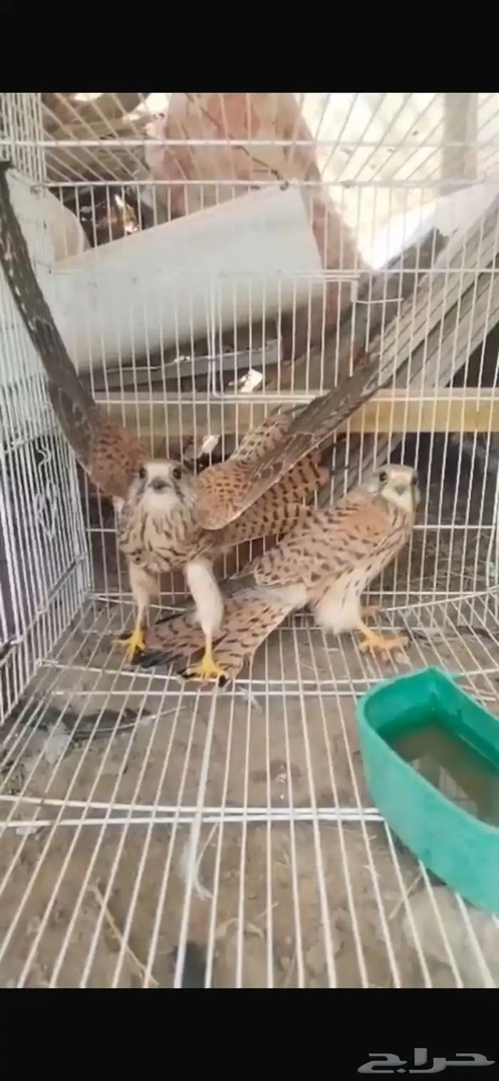 شبوط 1