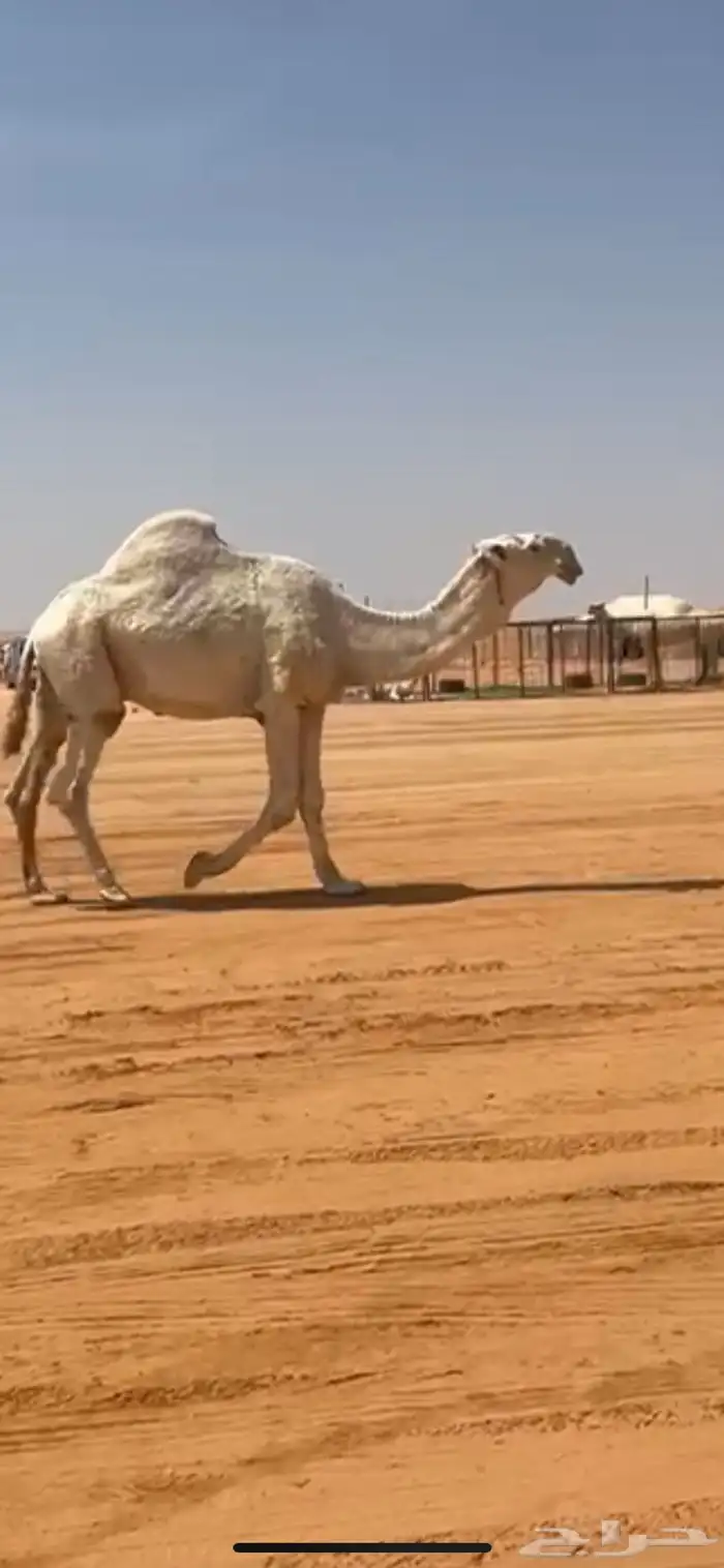 فحل اوضح علياني كفو 0